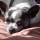 bippy